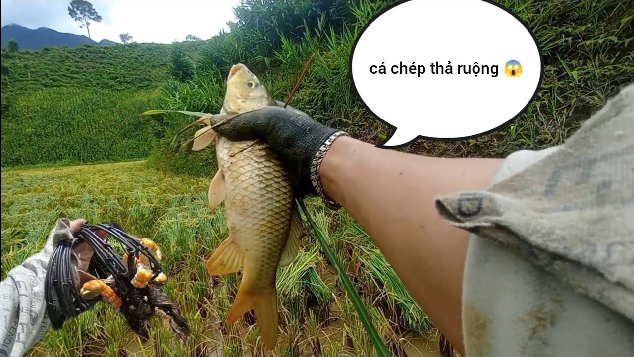 Bắt cá chép thả ruộng mùa lúa chín 🐟 - YouTube