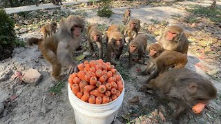 Monkey are happy to get carrots and long yard beans & feeding hungry street dogs