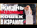 Жизнь бездомных кошек в Израиле