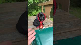 Celebrity Harry Potter Sliding Puddin 🧙🏼🛝￼ Profile