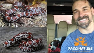 Milksnake Herping with the Dog