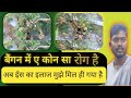 बैंगन में ए कोन सा रोग है अब ईस का इलाज मुझे मिल ही गया है