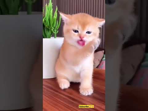 baby #ringtone #smartphone #music #ringtones #song #trending #funny #ringintone #mobileringtone