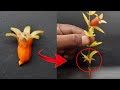 How to grow pomegranate plant from flower  amazing results