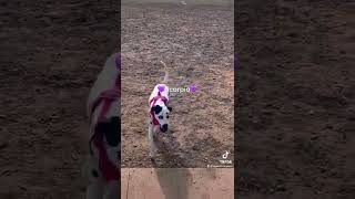 💜Missing Dalmatian Alert💜Please help Scorpio come home #missing #lost #puppy #dog #help #dalmatian