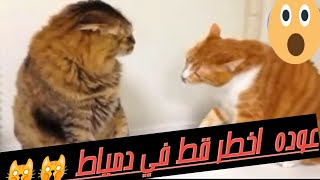 اقوي تجميعه فيديوهات عوده اخطر قط في دمياط ?