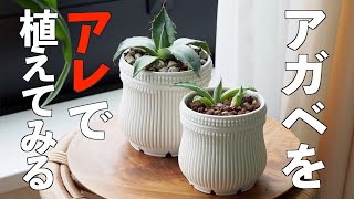 Agave] Experiment with planting seedlings in a highly draining