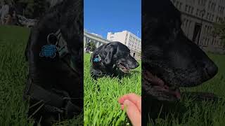 Download Lagu Gus in grass MP3