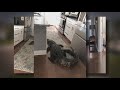 PHOTOS 8 Foot Alligator Found In Florida Woman S Home 