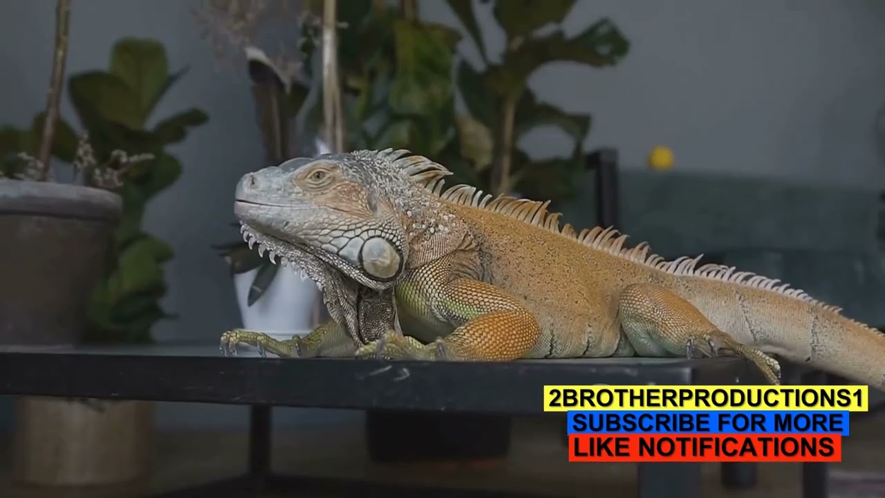 Autotomy: The Incredible World of Self-Amputation in Animals