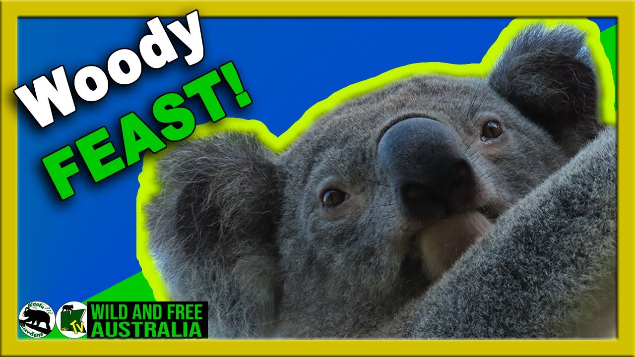 Вуди ест на молодом лесном эвкалипте, австралийском эвкалипте.