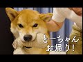 とーちゃんの帰りをソワソワして待つ柴犬｜犬と子供のvlog