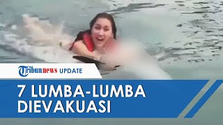 Buntut Video Viral Aksi Lucinta Luna, 7 Lumba-Lumba Dari Dolphin Lodge Bali Dievakuasi Bksda