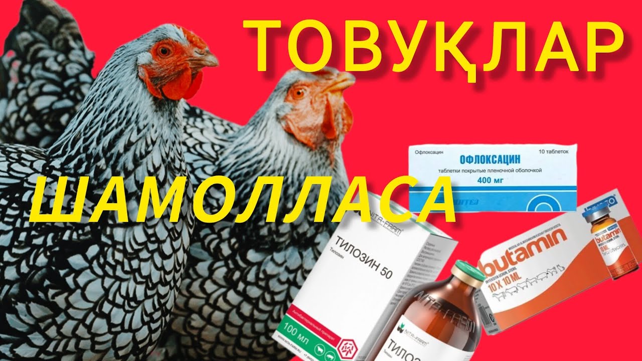 ТОВУҚЛАР ШАМОЛЛАМАСИН ДЕСАНГИЗ 