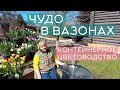 Контейнерное цветоводство: популярные и незаслуженно забытые цветы для посадки в садовые вазоны.