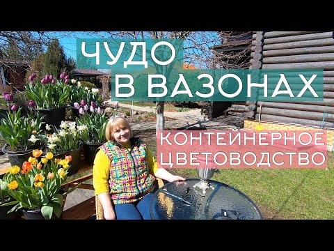 Контейнерное цветоводство: популярные и незаслуженно забытые цветы для посадки в садовые вазоны.