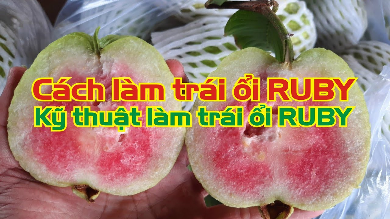 Kỹ thuật làm trái và giữ trái ổi RUBY - CHỐNG RỤNG TRÁI