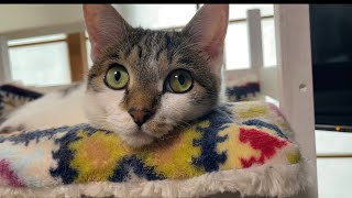 おかみの首が痛い原因がこれだけ可愛い美少女猫なら許す視聴者さんを住職は許す。