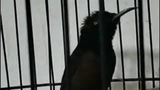 Kolibri Ninja Isian Besetan Kasar//Burung Kemade