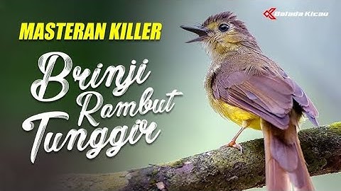 brinji rambut tunggir besetan tajam