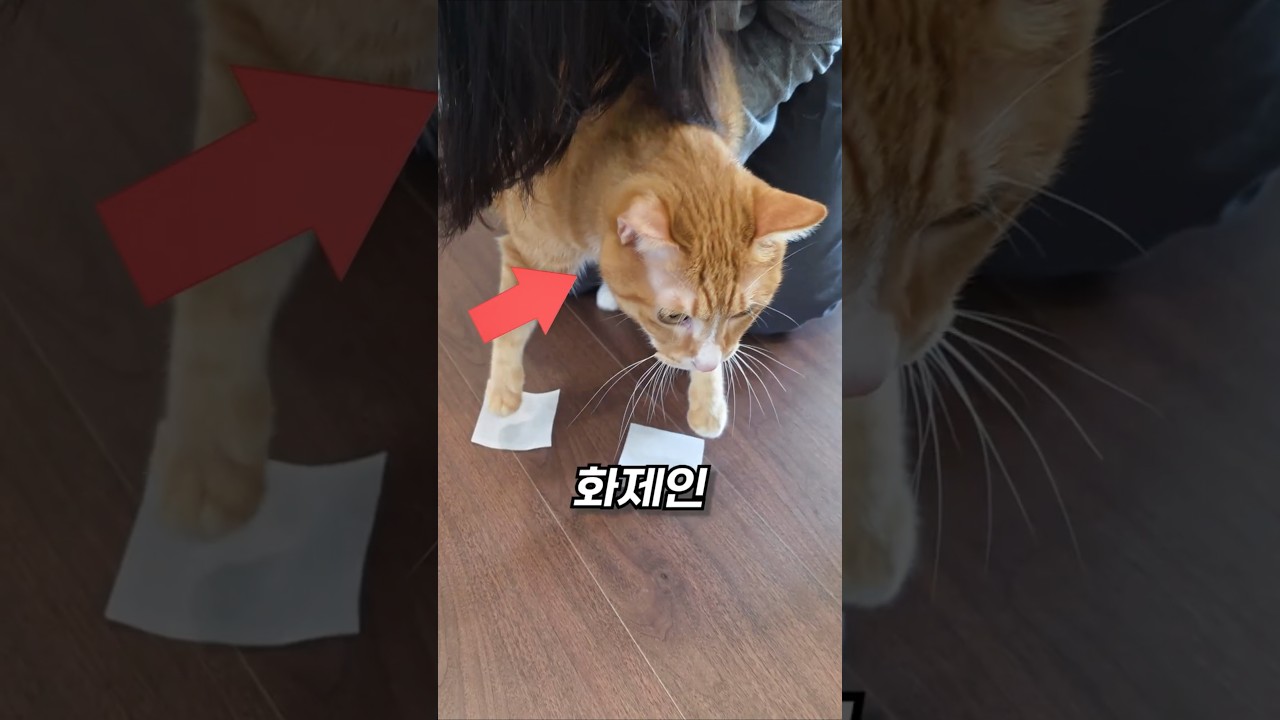 고양이 고장내는 프롬프트 3가지 테스트 해봤습니다 썸네일