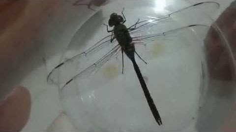 Con chuồn chuồn khổng lồ.