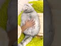 Fun with cute cat #cat #catvideos #Funwithcat #animalshorts