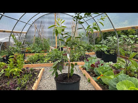 Potting up Owari