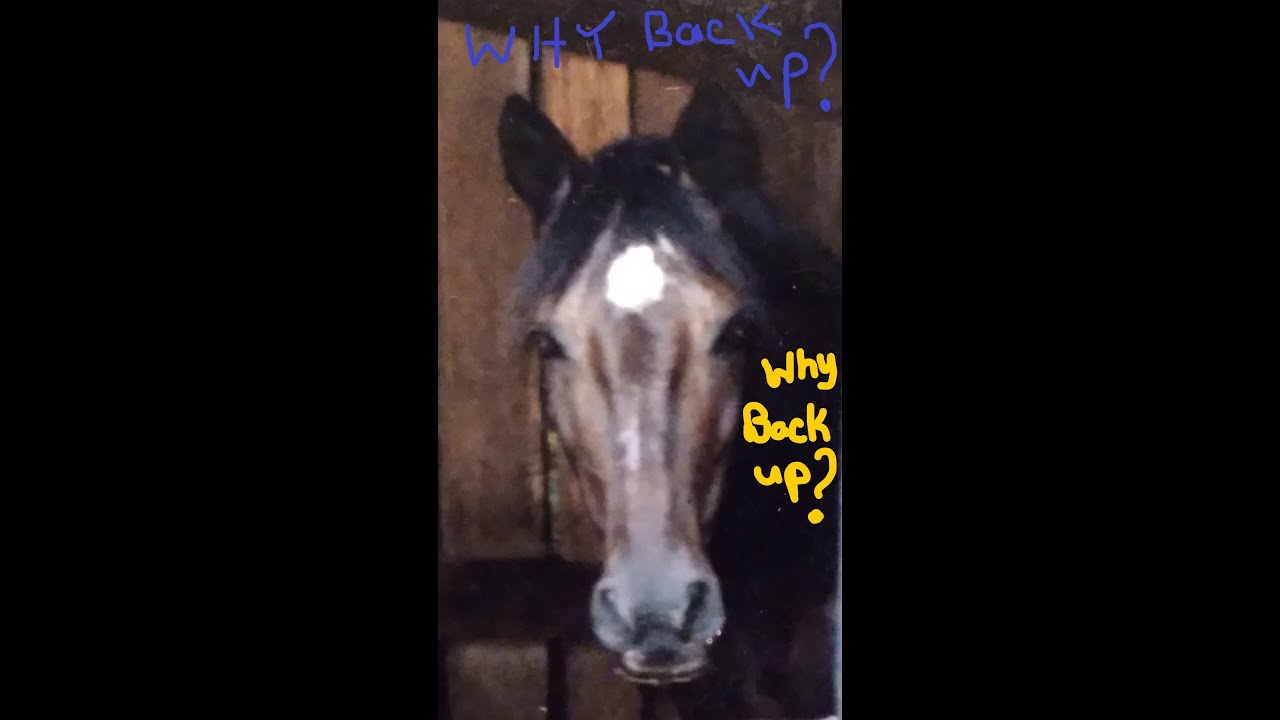 Why you need to have a horse that will back up from the ground. YouTube