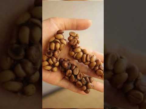 فيديو: ما هي تكلفة قهوة كوبي لواك؟