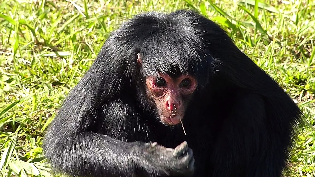 Macacos-aranha do Brasil vivem na Amazônia e correm risco de