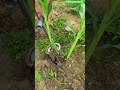 🌽🛠 Heavy-Duty T-Handle Core Soil Sampler and Transplanting Tool