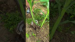🌽🛠 Heavy-Duty T-Handle Core Soil Sampler and Transplanting Tool