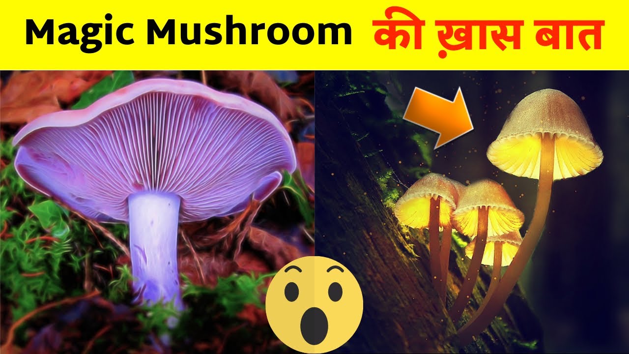 आखिर Magic Mushroom में क्या है ख़ास?😱| Amazing facts | Facts in hindi 