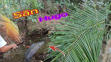 Câu Cá Lóc Đồng Bằng Vịt Săn Hàng Khủng | Ốc Gạo miền tây