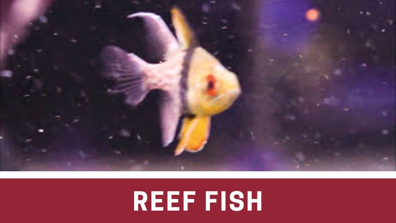 Fish at Elite Reef | clownfish, yellow tang, queen angel, diamond goby, firefish - YouTube