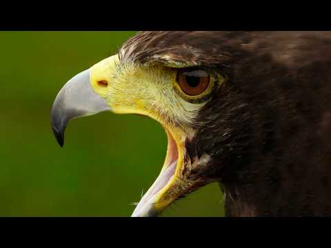 கழுகின் 7 சிறந்த தலைமை பண்புகள், the best 7 characteristics of the eagle #eagle #secret