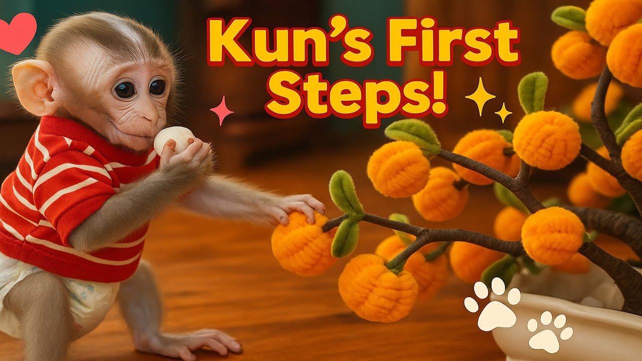 Baby Monkey Kun’s First Steps into a New World – Adorable Moments You Can't Miss!