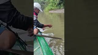 rawai ikan baung