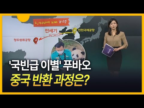 [세상만사] 용인 푸씨 푸바오 ··· 중국 반환 과정은? / 강철원 사육사 중국 동행