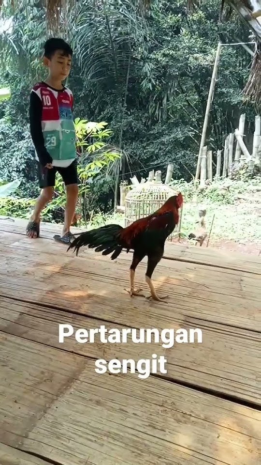 anak kecil bertarung dengan ayam bangkok