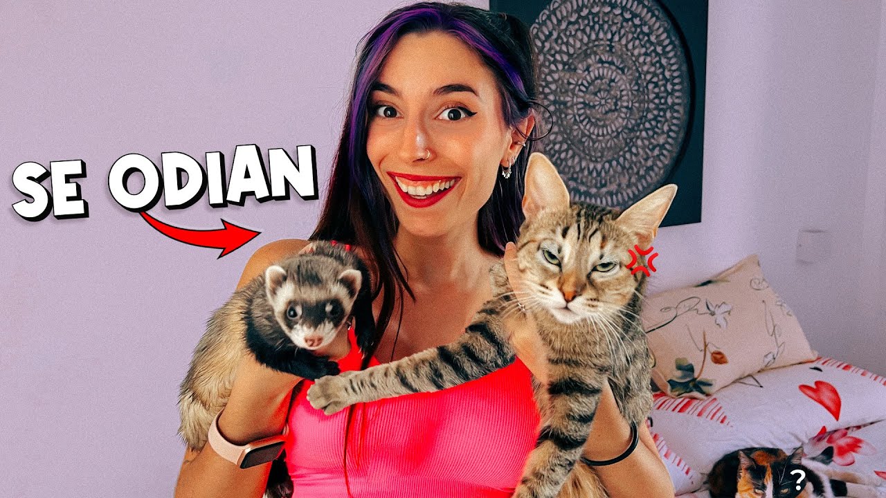 MIS GATOS CONOCEN A MI BEBÉ HURÓN | Lyna Vallejos