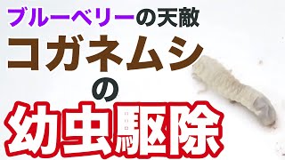 【ブルーベリー】天敵のコガネムシの幼虫の駆除方法と駆除後のポイント解説【黄金虫】