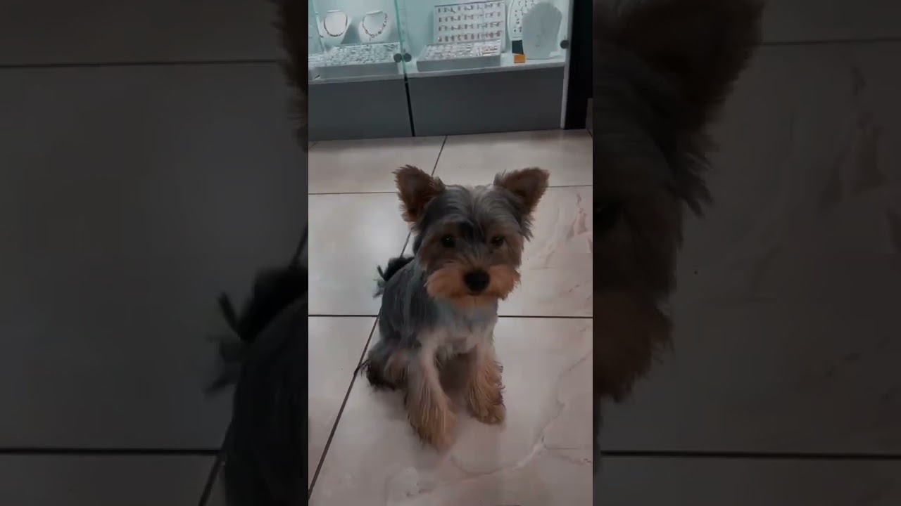 This Tiny Dog's Joy is Contagious! 😊