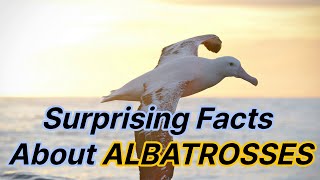 Surprising Facts About Albatrosses