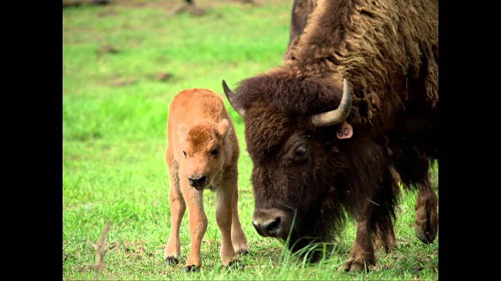 Bison Conservation | Jennifer Barfield | TEDxCSU