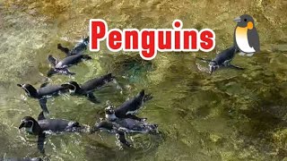 Penguins