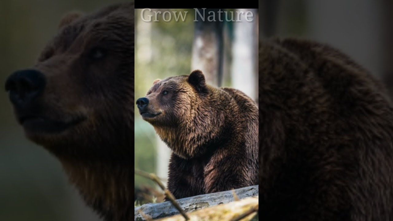 Forest animal | animal | Relaxing music | animal pictures 