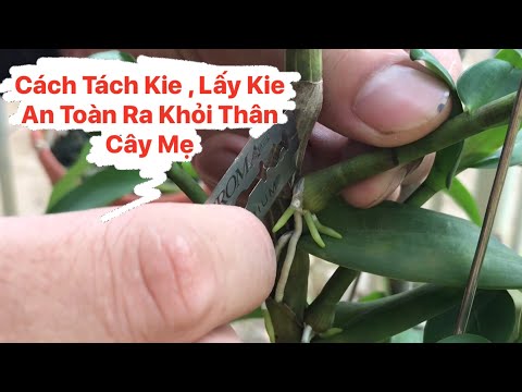 Video: Cách Thực Hiện Chia Tách Nhanh Chóng