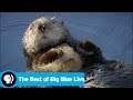 Wildlife Special and Marine Life